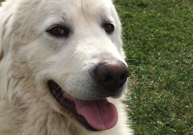 Bosco di Nanto, non svanisce la speranza per Teddy, i proprietari stanno dando tutto pur di ritrovare questo cane simil Maremmano