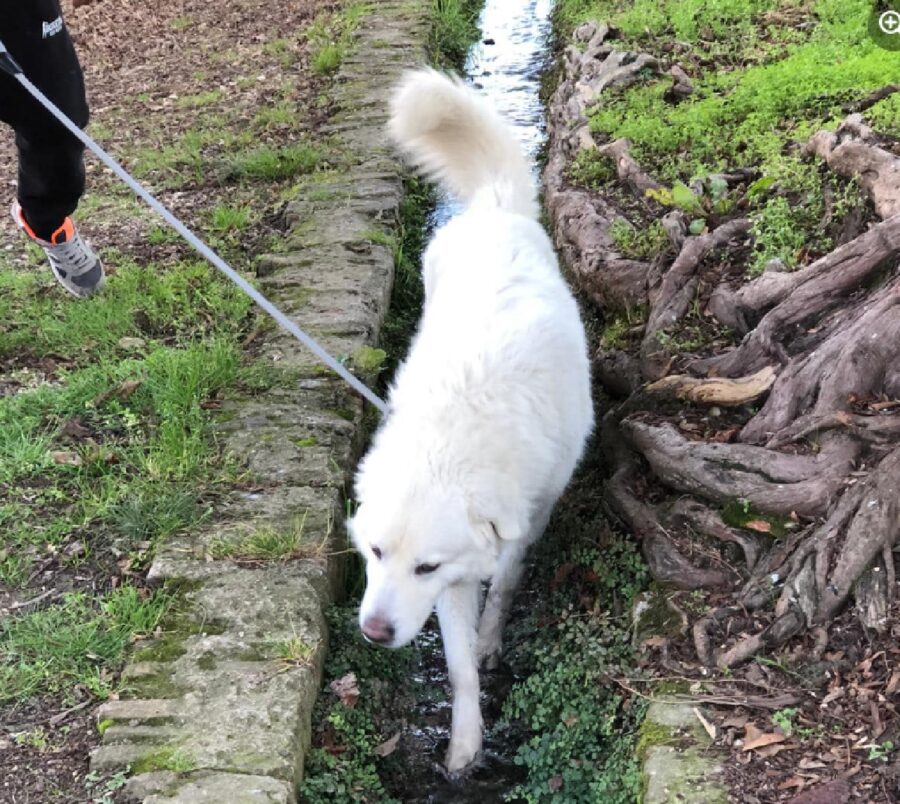 cane cammina al guinzaglio