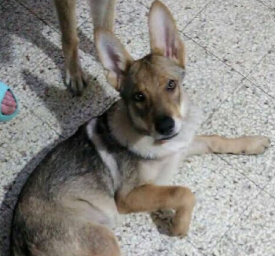 cane colore pelo grigio bianco marroncino