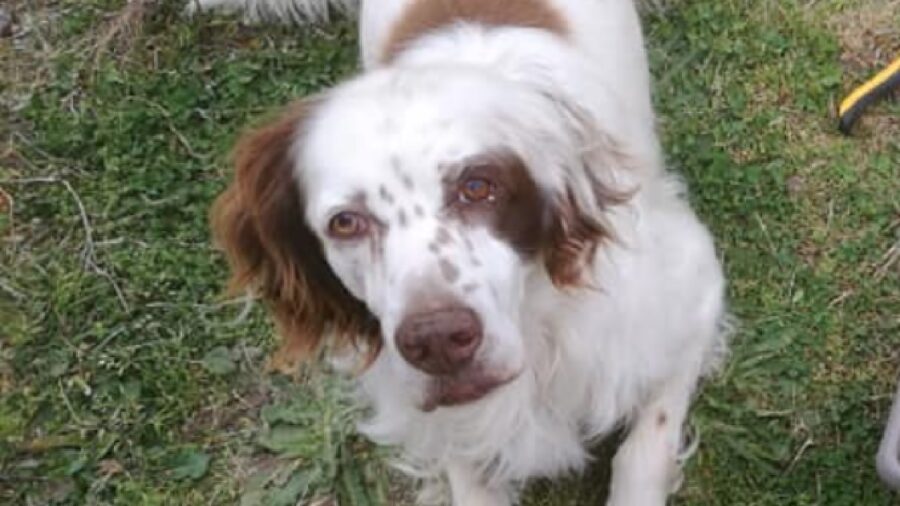 cane setter inglese pelo bianco fegato