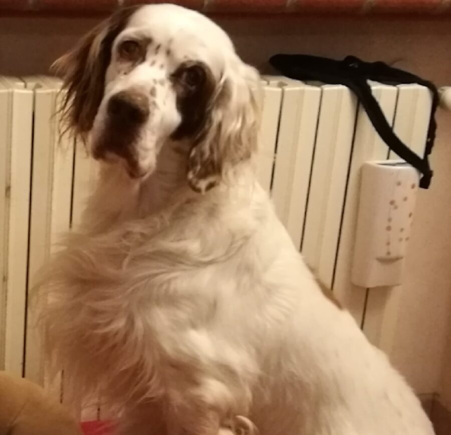 cane setter nome pato chiazza scura occhio