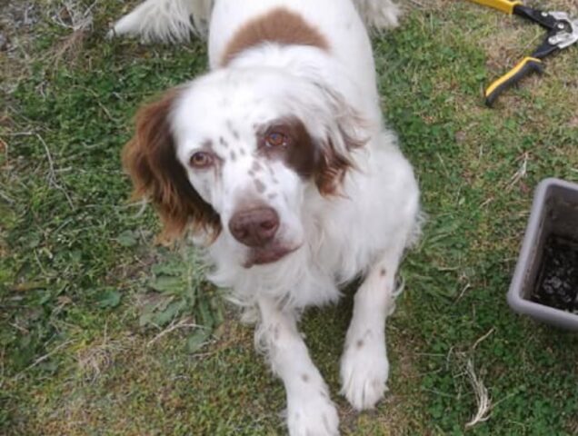 Buronzo, il cane Pato, un anziano Setter Inglese, risulta ad oggi irreperibile, continuano le perlustrazioni