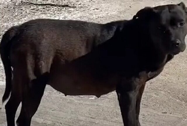 La cagnolina incinta viene abbandonata, ma una coppia le dona un nuovo sorprendente inizio