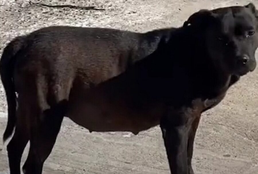 cagnolina incinta