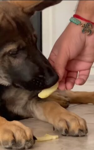 Cagnolino mangia una mela per la prima volta (VIDEO)