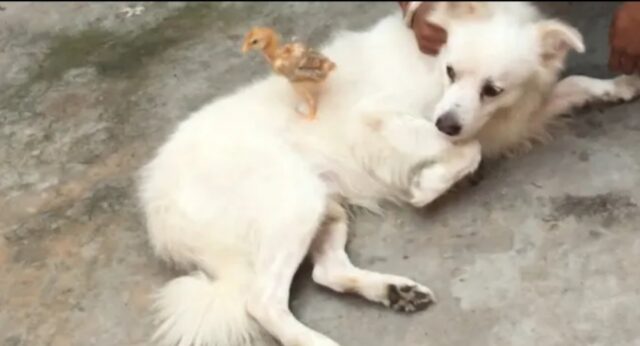 Cagnolino incontra dei pulcini per la prima volta (VIDEO)