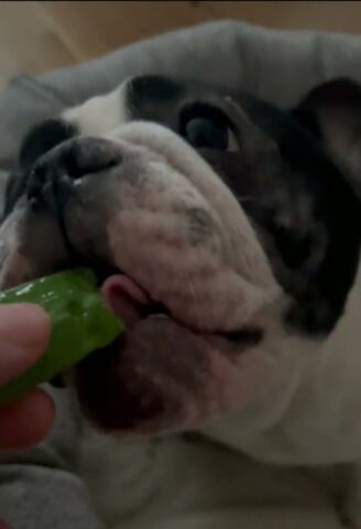 cagnolino mangia il cetriolo