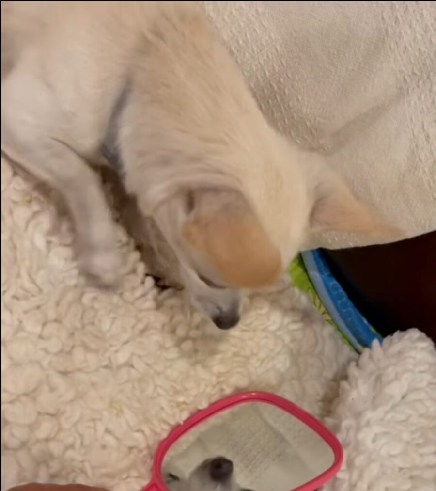 cagnolino allo specchio