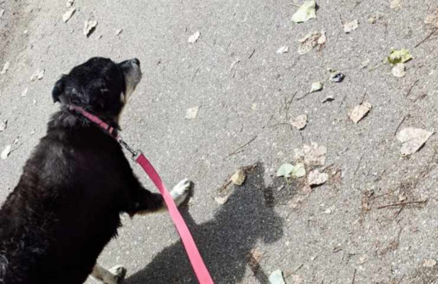 cagnolino nero