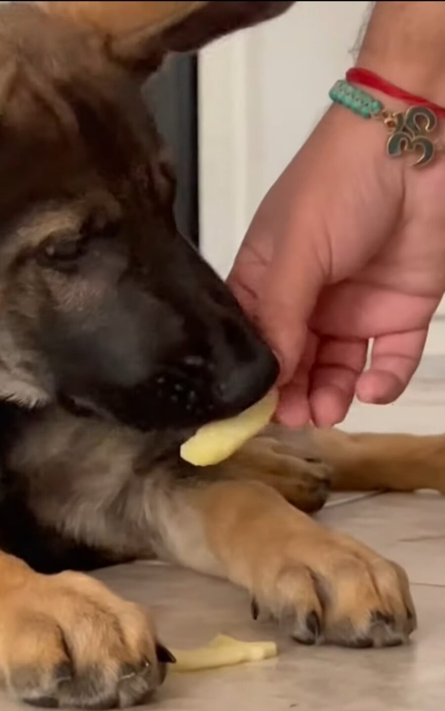 video di un cagnolino