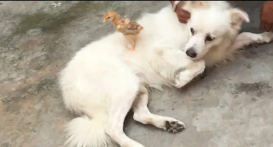 pulcini e cagnolino