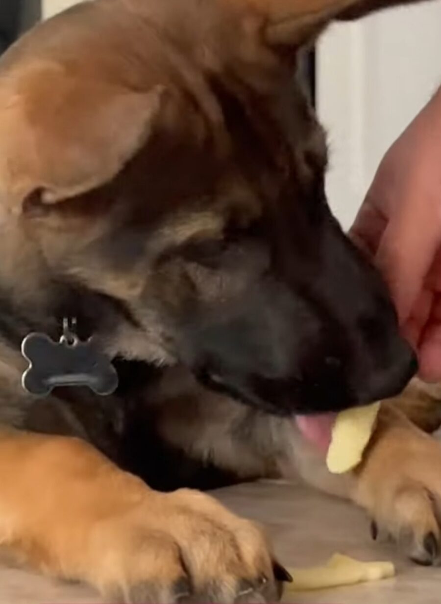 cagnolino mangia una mela