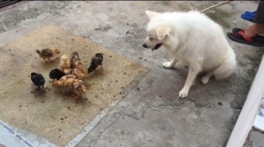 video di un cagnolino