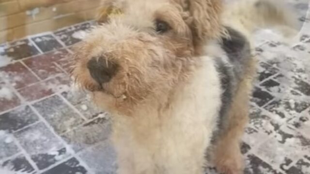 Il cagnolino esausto Jack ha sofferto a causa del proprietario che ha omesso di dire quello che gli ha fatto; la storia (VIDEO)