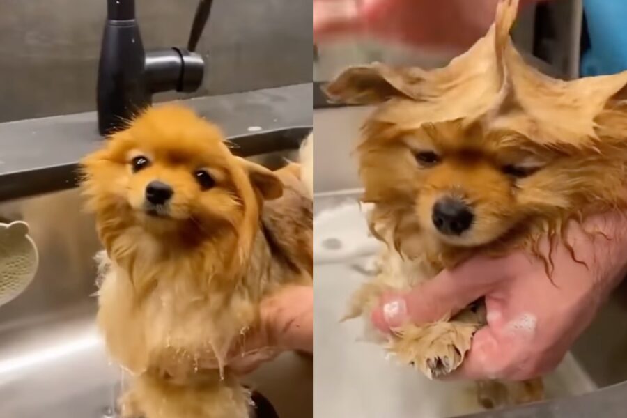 cagnolino pomerania fa il bagno