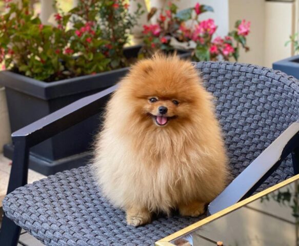 Cagnolino Pomerania diventa buffissimo quando fa il bagnetto (VIDEO)