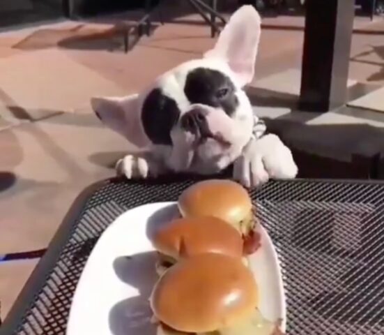 Cagnolino Bouledogue Francese prova a rubare dei mini hamburger (VIDEO)
