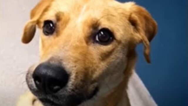 Una cagnolona sola e terrorizzata riesce a trovare conforto tra le dolci braccia della sua salvatrice (VIDEO)