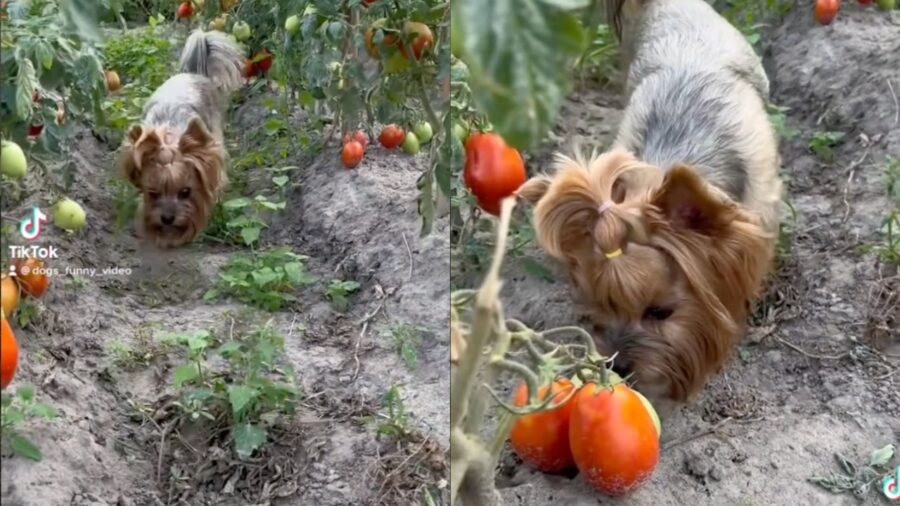 cagnolino Yorkshire raccoglie pomodori