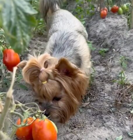 Cagnolino Yorkshire va a raccogliere i pomodori nell’orto come un vero contadino (VIDEO)