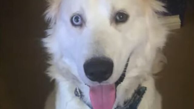 Il cagnolone Artie è dolcissimo ed è felice di avere trovato una famiglia e una fidanzata (VIDEO)