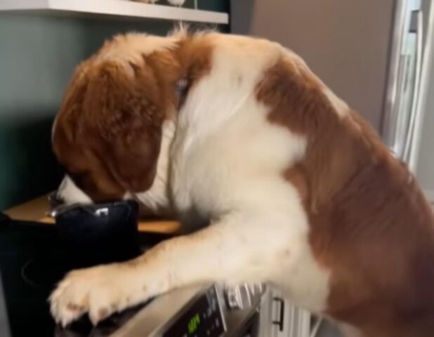 Il cagnolone goloso non resiste alla tentazione e mangia il cibo della padrona (VIDEO)