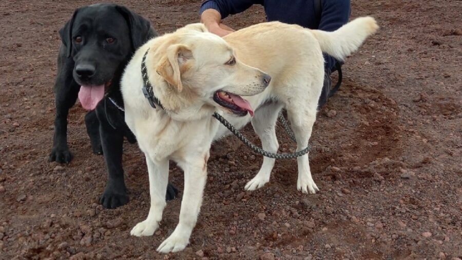 coppia di labrador al guinzaglio