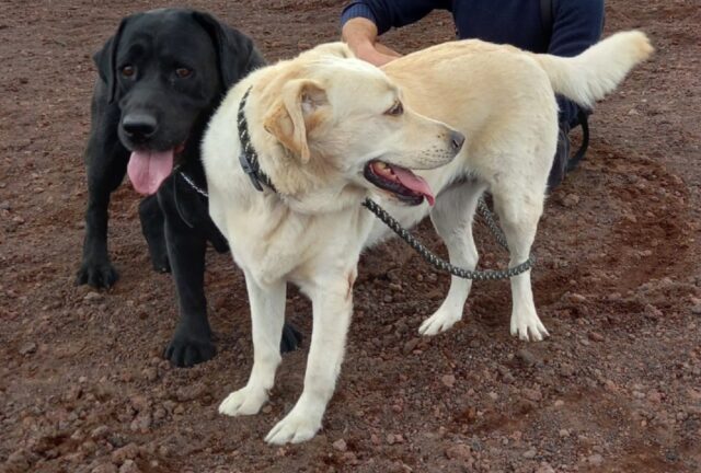 Campogalliano, smarriti due cani Labrador in aperta campagna, iniziano le ricerche