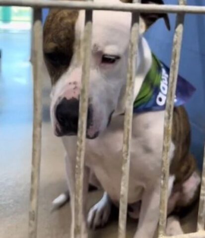 Cane chiuso in canile: un fotografo mostra la sua tristezza (VIDEO)