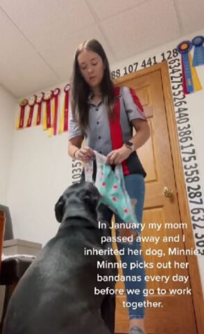 Cane che sceglie la bandana del giorno: una dolce abitudine (VIDEO)