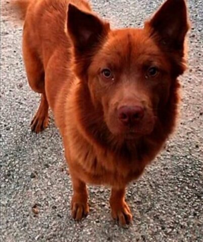 Cane trovato sul molo fa una sorpresa ad una donna