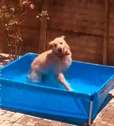Cane innamorato della sua nuova piscina (VIDEO)