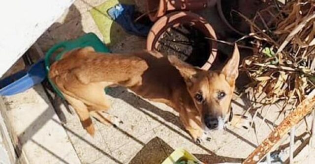 Cane abbandonato sul balcone a Roma senza acqua e cibo salvato dai vicini con una cesta