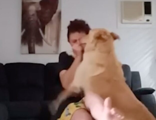 Sì, questo cane aiuta davvero la sua amica umana che sta avendo un attacco di panico (VIDEO)