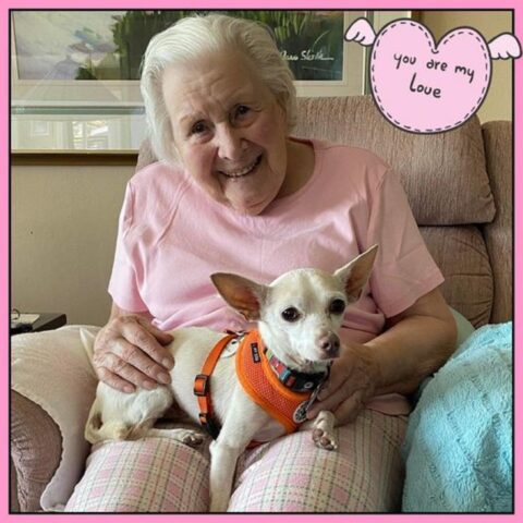 Questa adorabile nonnina di 100 anni adotta un cane anziano per godersi insieme gli ultimi anni della loro vita