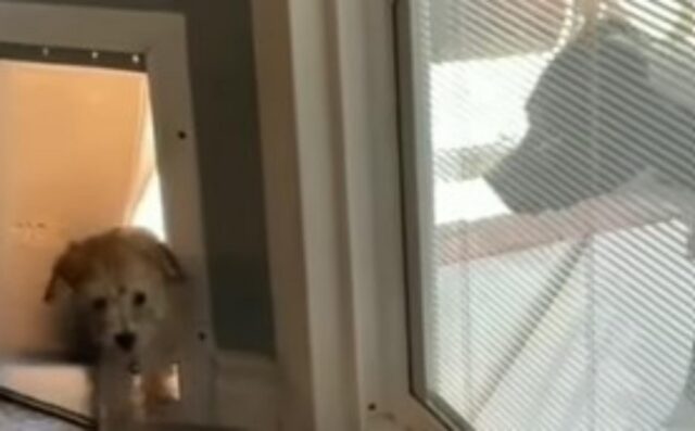 Il cane anziano insegna al nuovo cucciolo come entrare in casa facilmente (VIDEO)