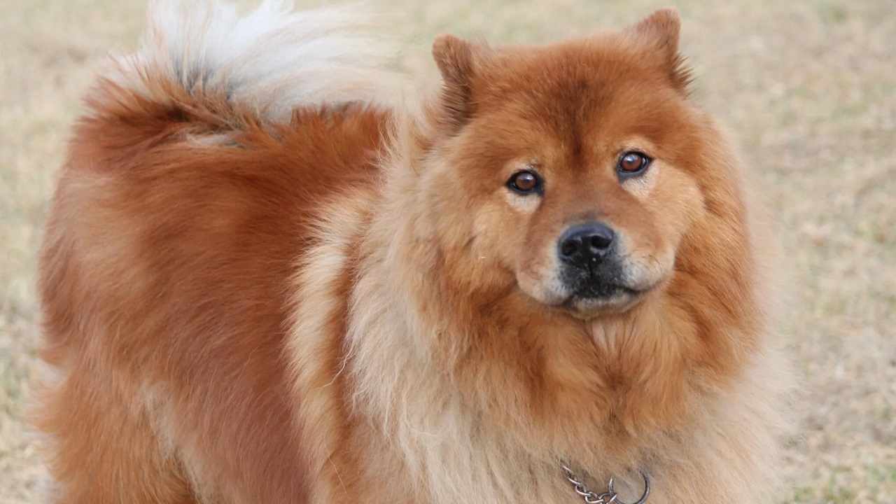 cane azzanna il padrone