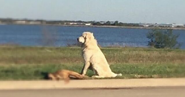 Cane non abbandona l’amico colpito da un’auto