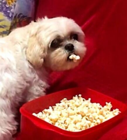 Cane sorpreso a mangiare pop corn: la sua reazione (VIDEO)