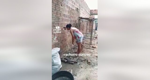 Cane curioso aiutato da una donna a guardare attraverso un buco nel muro