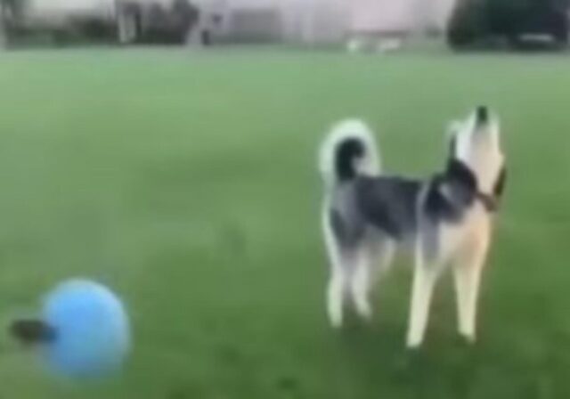Il cane distratto aspetta con ansia che la palla arrivi ma c’è qualcosa che non torna (VIDEO)