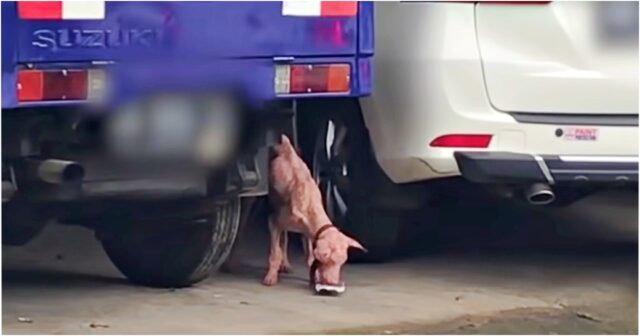 Donna droga il cibo del cane malato, sperando di poterlo sedare e salvare dalla strada