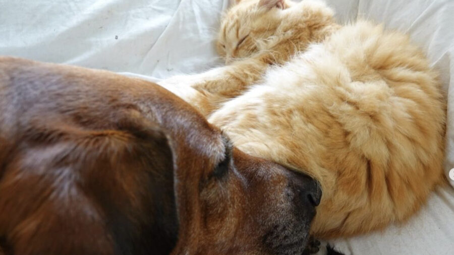 cane e gatto migliori amici si proteggono