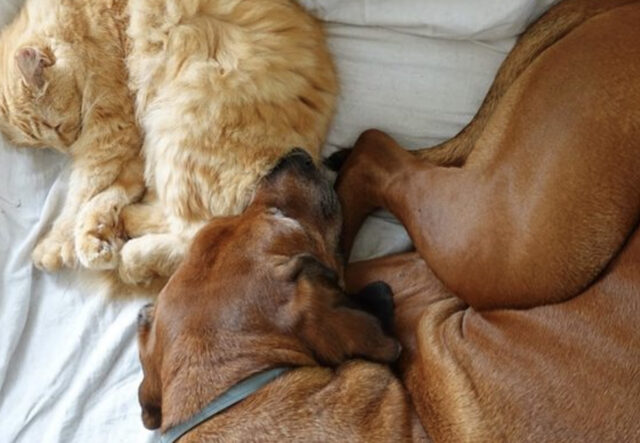 cane e gatto migliori amici sul letto