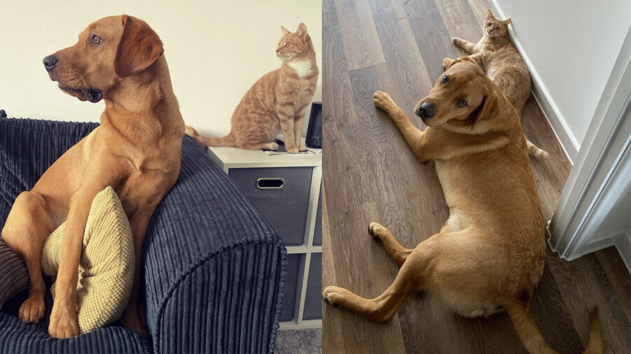 cane e gatto nelle stesse posizioni esilaranti