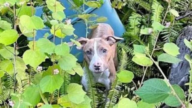 Cane gettato da un’auto in corsa giù da un ponte: soccorritore scala un muro altissimo per salvarlo