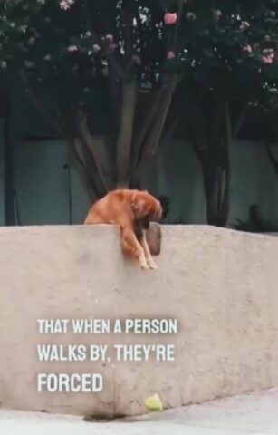 Cane vuole giocare a palla e cerca di convincere i passanti (VIDEO)
