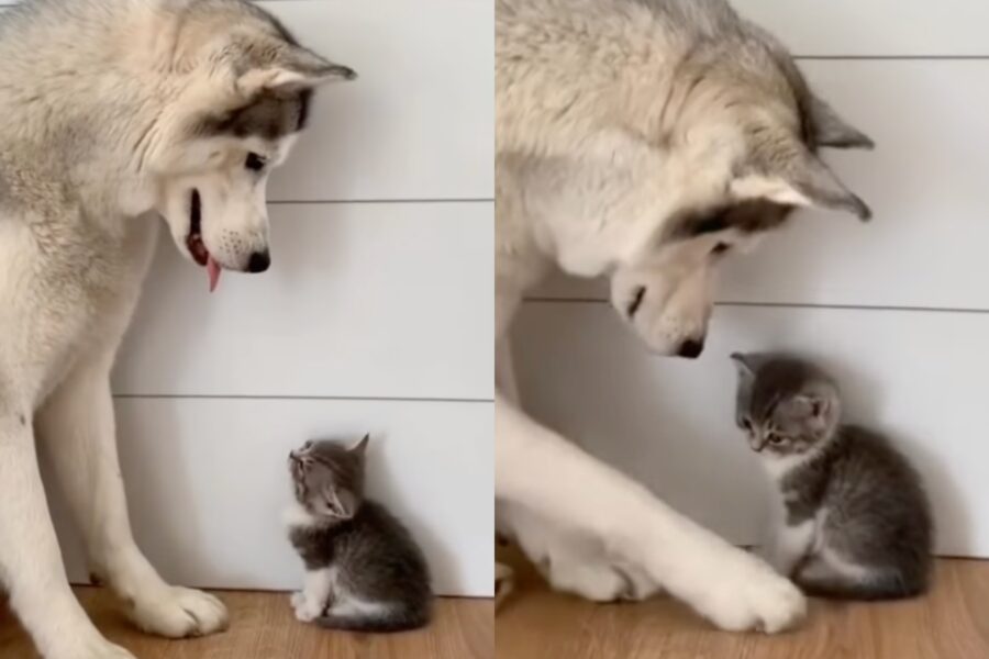 cane innamorato del gattino