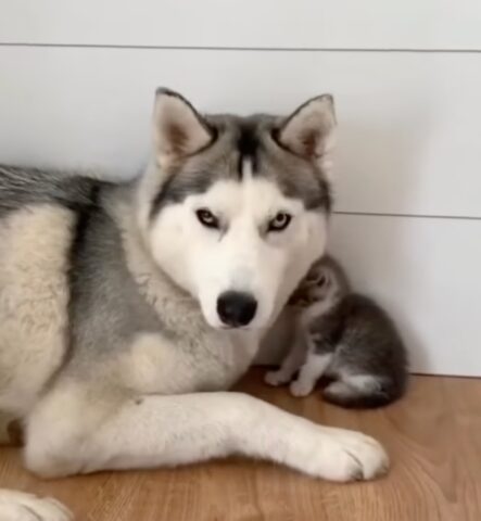 Cane Husky innamorato di un piccolo gattino: una scena commovente (VIDEO)