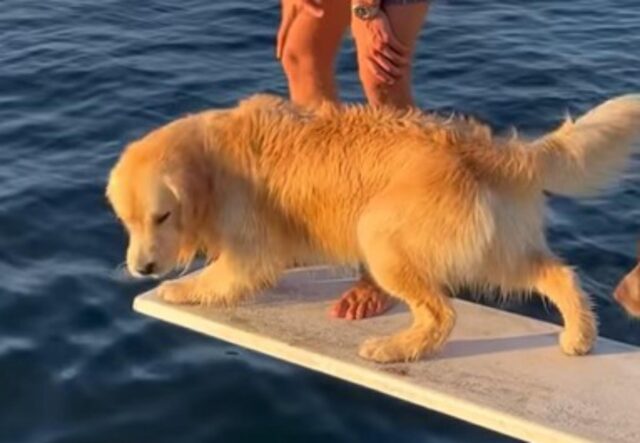 Il cane impaurito trova il coraggio di tuffarsi grazie all’aiuto del padrone e del fratello (VIDEO)